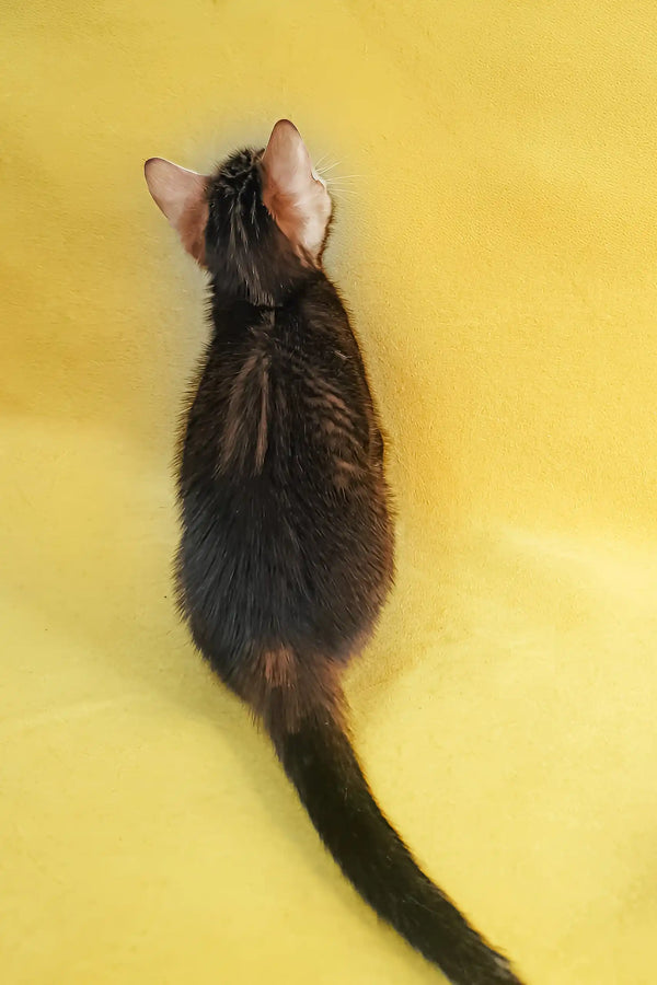 Evan | bengal kitten