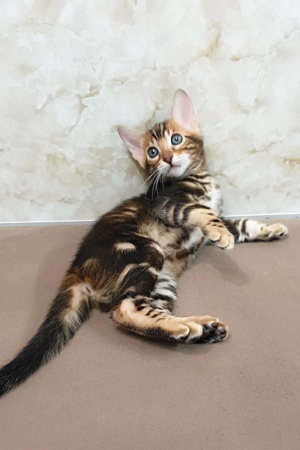 Evan | bengal kitten