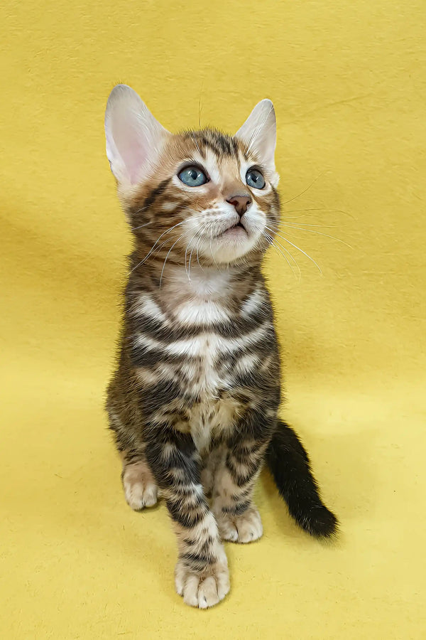 Evan | bengal kitten