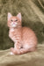 Fluffy orange kitten named Evan, a playful Maine Coon with adorable features