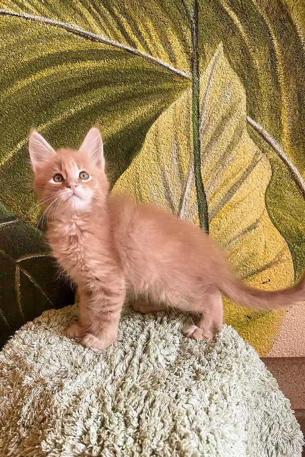 Ginger kitten standing proudly, featuring Evan the Maine Coon kitten