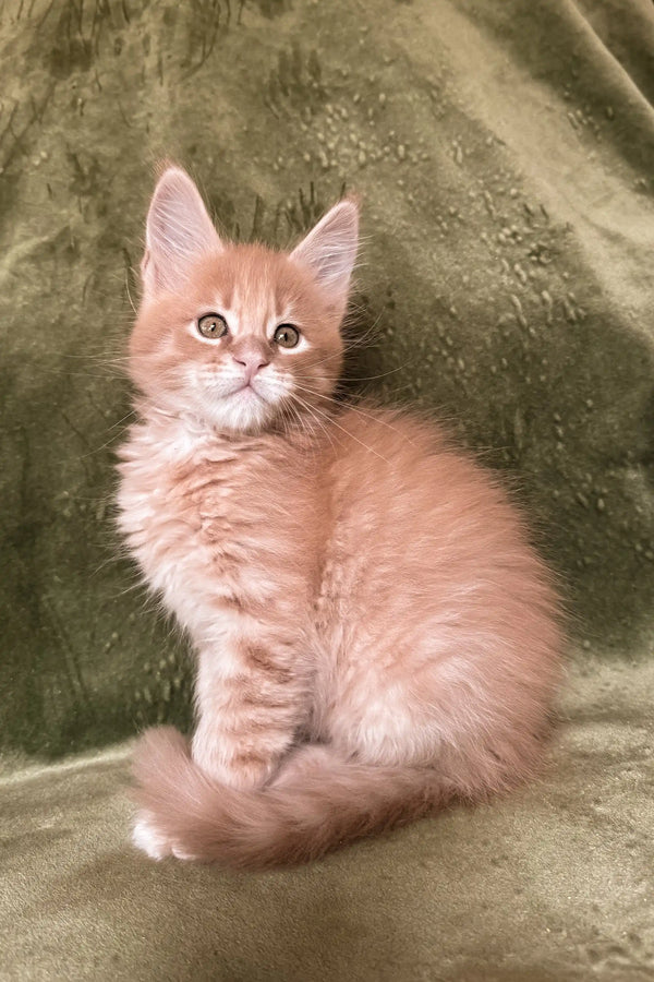 Cute Orange Tabby Kitten named Evan from the Maine Coon breed