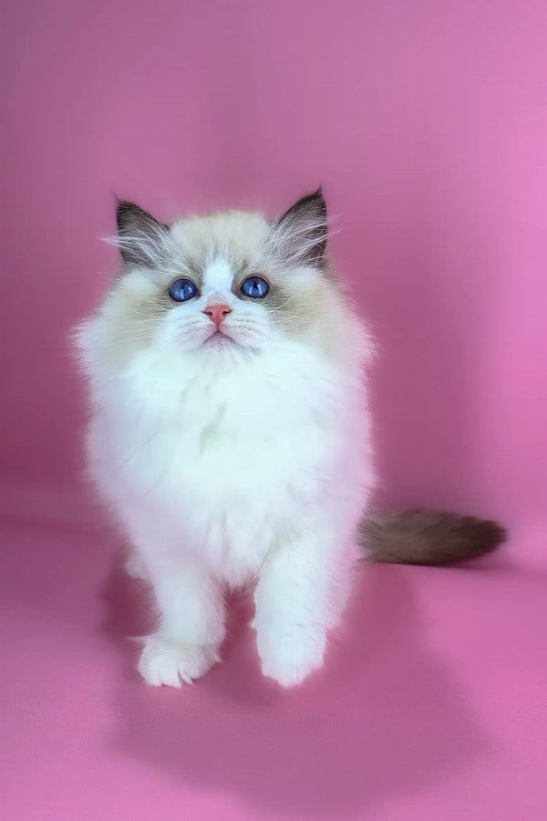 Eve | ragdoll kitten