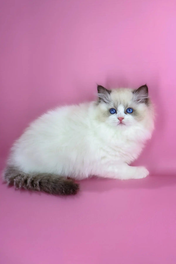 Eve | ragdoll kitten