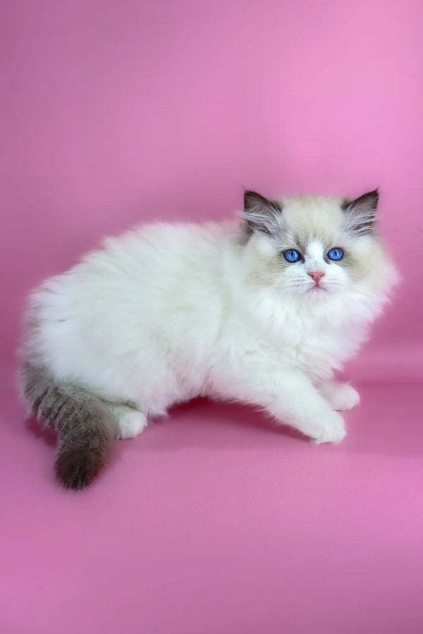 Eve | ragdoll kitten