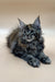 Cute Long-haired Tabby Coon Kitten with Ear Tufts Relaxing, Perfect Maine Coon Companion