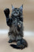 Maine Coon kitten Evelin standing on hind legs with paw raised, cute and playful