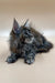 Cute Maine Coon kitten with long fur and ear tufts, perfect for cat lovers