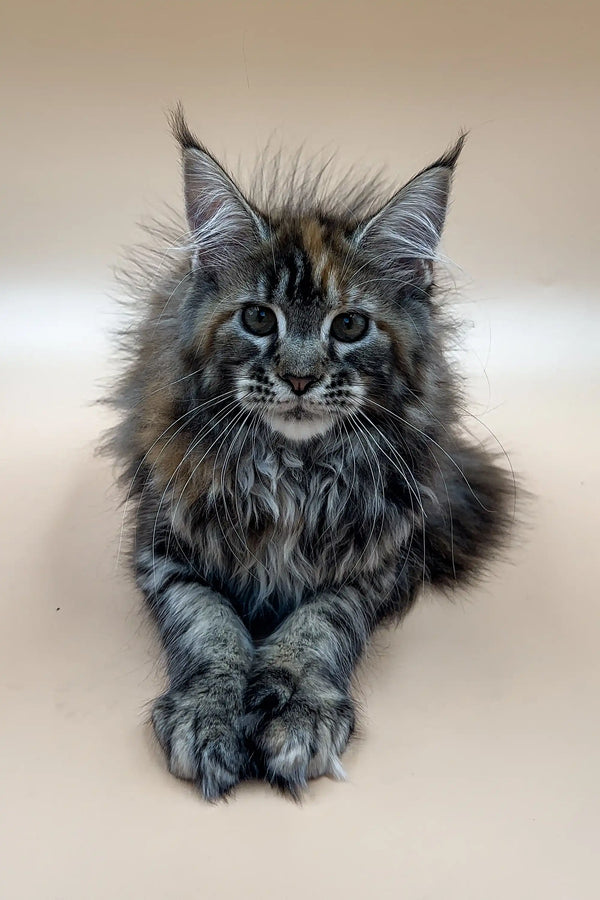 Majestic Maine Coon kitten Evelin with fluffy fur and cute ear tufts