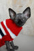 Hairless Canadian Sphynx Kitten in a cute red, white, and blue sweater