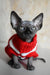 Hairless Canadian Sphynx kitten named Evelyn in a cozy red and white sweater