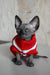 Hairless cat in a cozy red and white sweater from Evelyn, the Canadian Sphynx Kitten