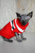 Adorable Hairless Cat in a Cozy Red and White Sweater, Evelyn the Canadian Sphynx Kitten