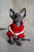 Cute Hairless cat in a cozy red and white sweater, perfect for Evelyn the Sphynx Kitten