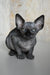 Cute hairless gray Canadian Sphynx kitten named Evelyn ready for a new home