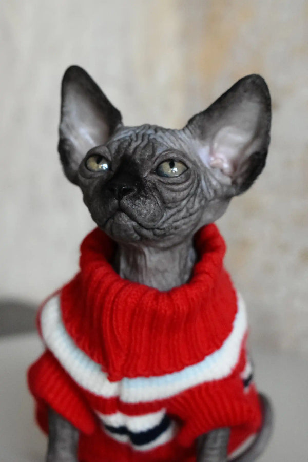 Wrinkled Sphynx cat in a cozy red and white sweater, perfect for Evelyn’s style!