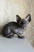 Wrinkled gray Sphynx cat in the Evelyn Canadian Sphynx Kitten product