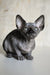 Cute Wrinkled Hairless Sphynx Cat named Evelyn, the perfect Canadian Sphynx Kitten