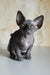 Cute Wrinkled Hairless Sphynx Cat from Evelyn Canadian Sphynx Kitten product