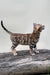 Everest | bengal kitten