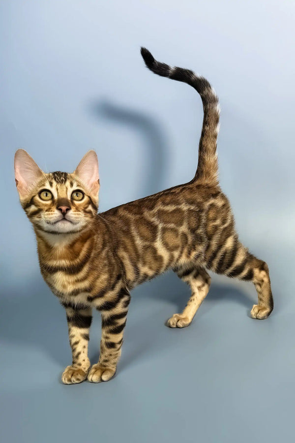 Everest | bengal kitten