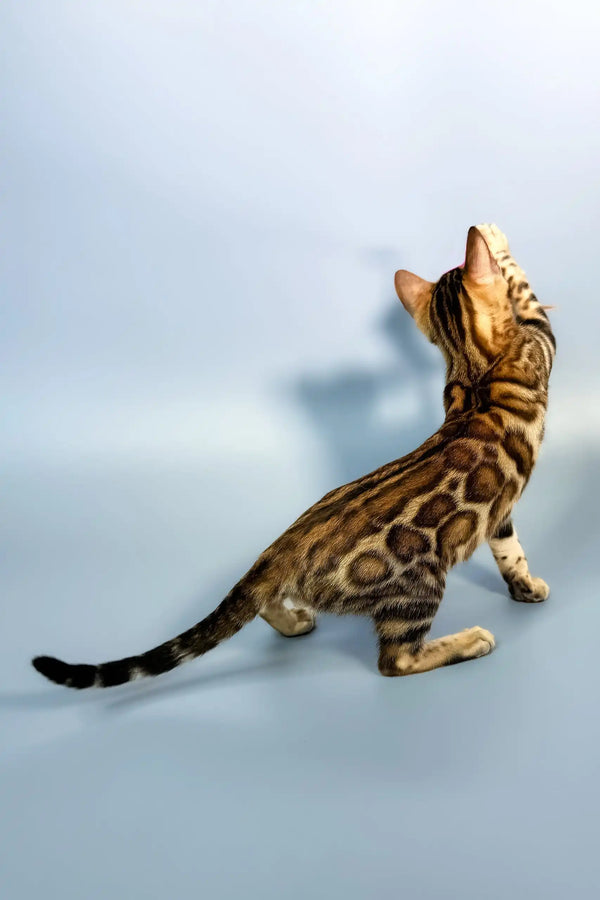 Everest | bengal kitten