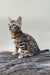 Everest | bengal kitten