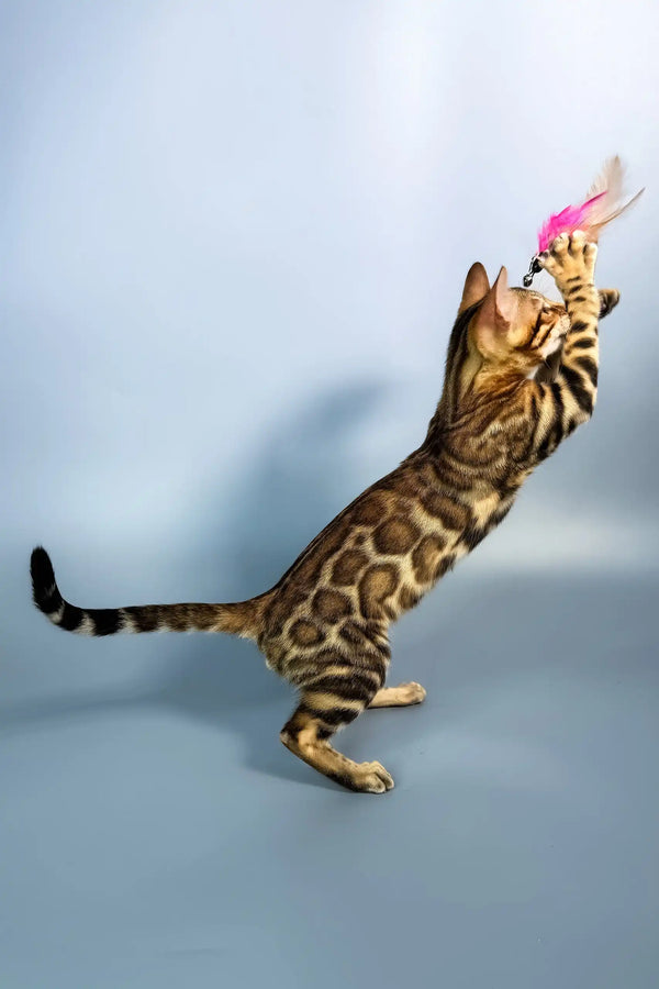 Everest | bengal kitten