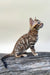 Everest | bengal kitten