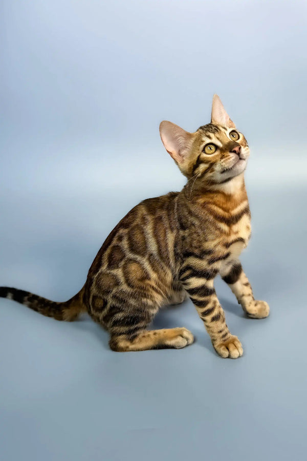 Everest | bengal kitten