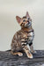 Everest | bengal kitten
