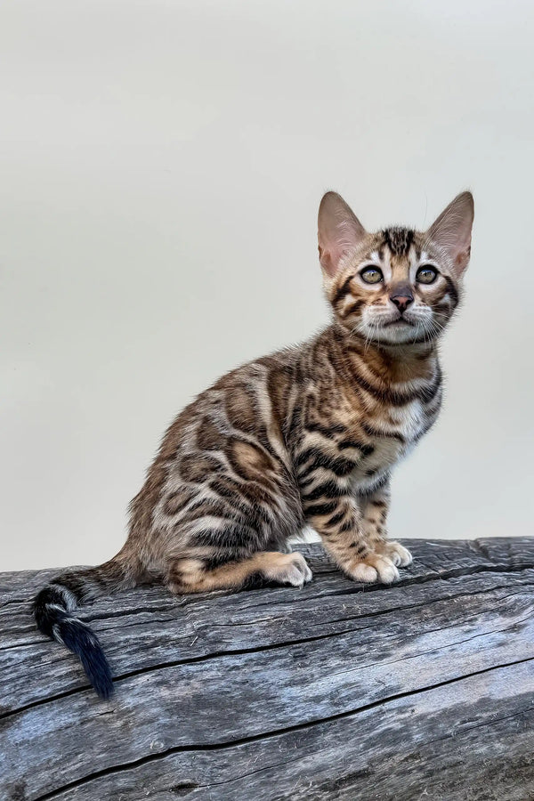 Everest | bengal kitten