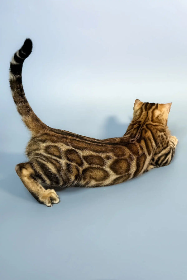 Everest | bengal kitten