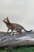 Everest | bengal kitten