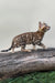 Everest | bengal kitten