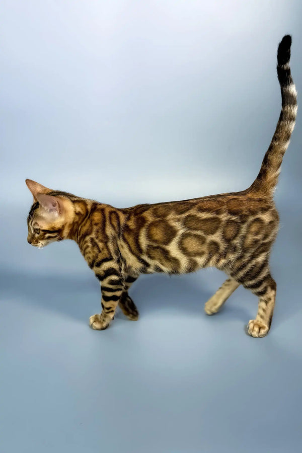 Everest | bengal kitten