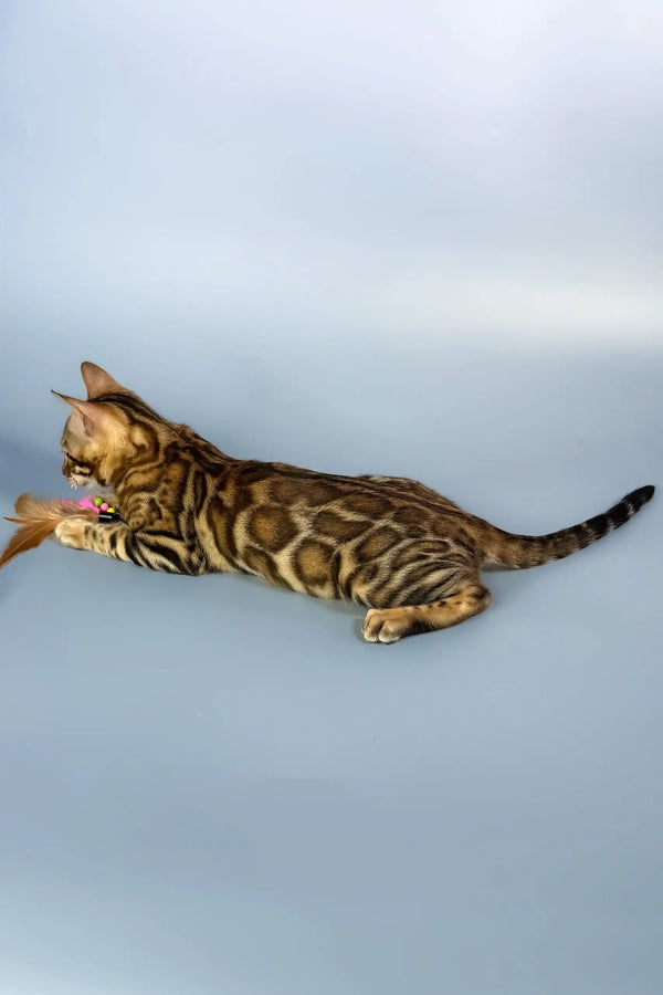 Everest | bengal kitten