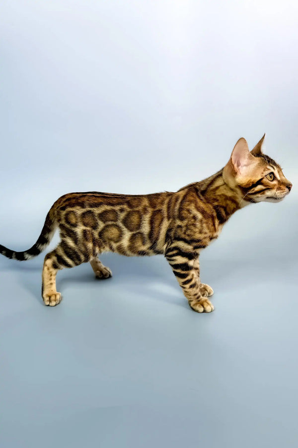 Everest | bengal kitten