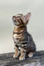 Everest | bengal kitten