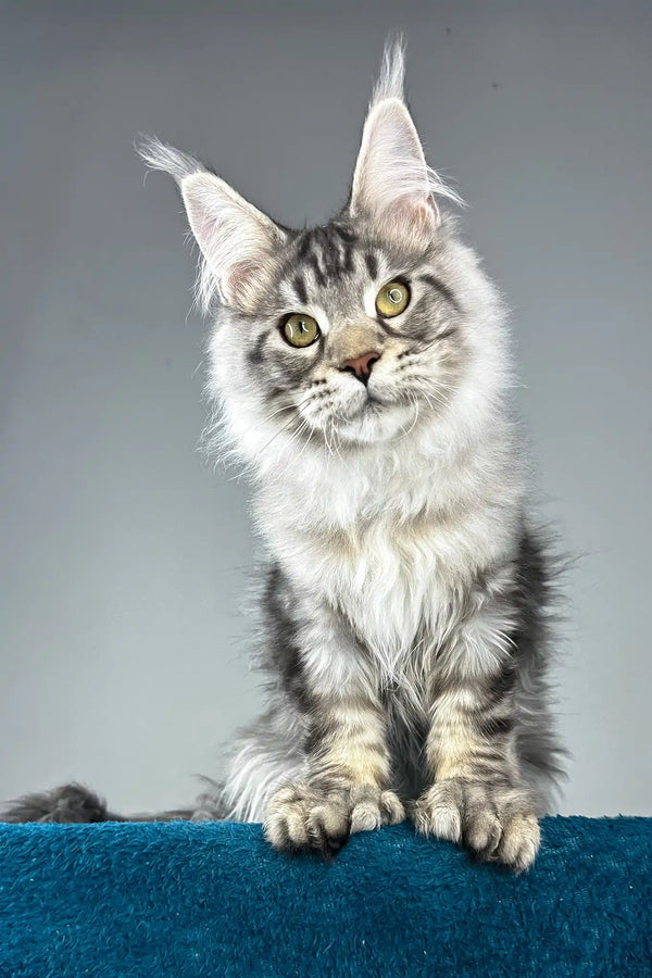 Everest | polydactyl maine coon kitten