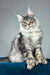 Everest | polydactyl maine coon kitten