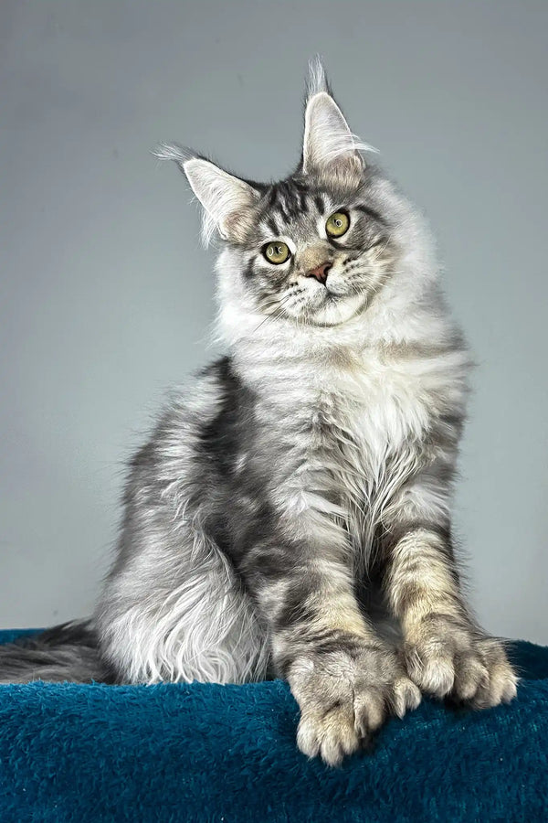 Everest | polydactyl maine coon kitten