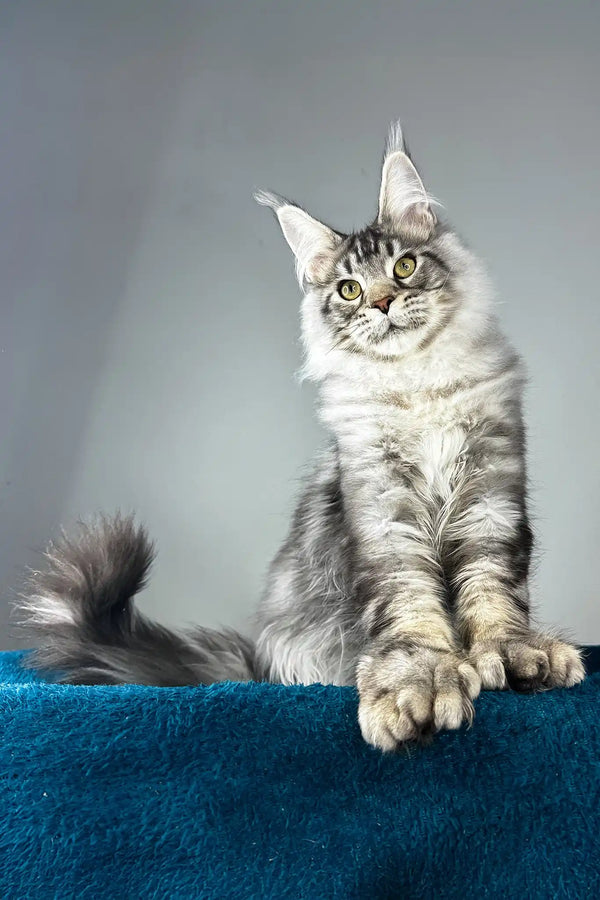 Everest | polydactyl maine coon kitten