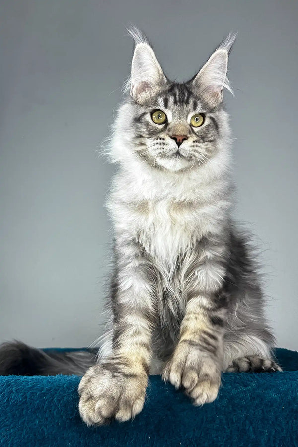 Everest | polydactyl maine coon kitten