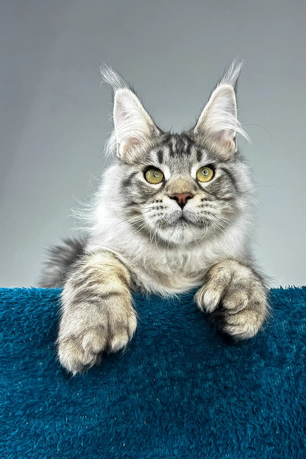 Everest | polydactyl maine coon kitten