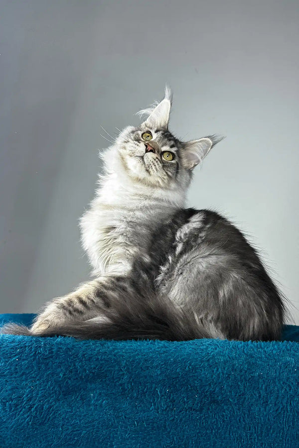 Everest | polydactyl maine coon kitten