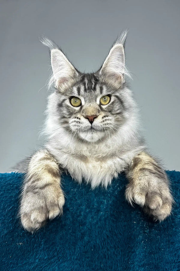Everest | polydactyl maine coon kitten