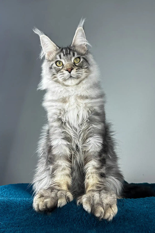 Everest | polydactyl maine coon kitten
