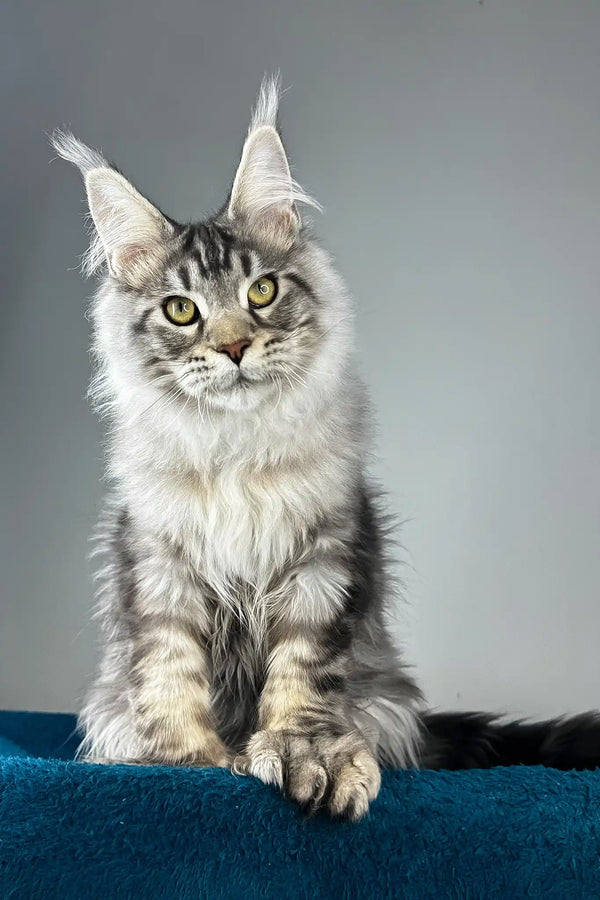 Everest | polydactyl maine coon kitten
