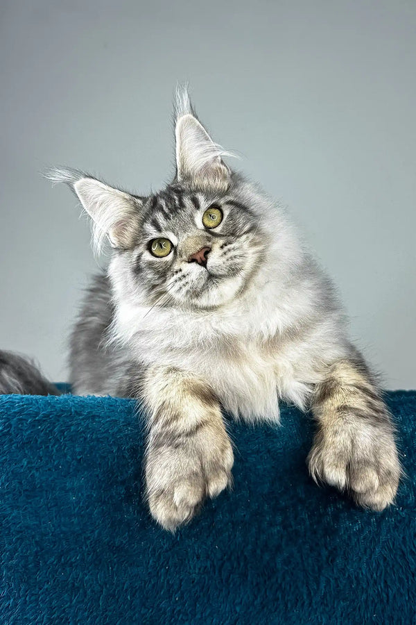 Everest | polydactyl maine coon kitten